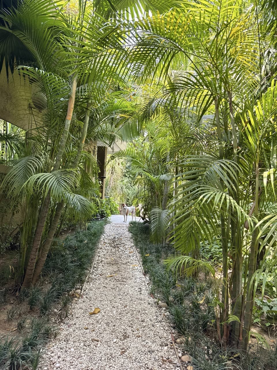 Tropical Escape in Urban Jungle - Image 4